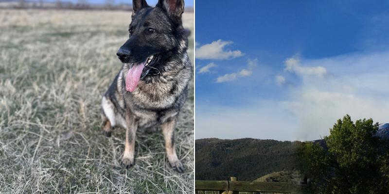 Noble Fork Dog Boarding