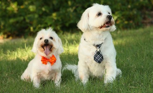 High Paw Pet Supplies Fairplay