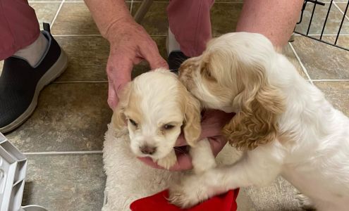 Four Paws Animal Health Center Greenwood