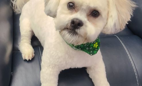 Dog Groomers of Hernando