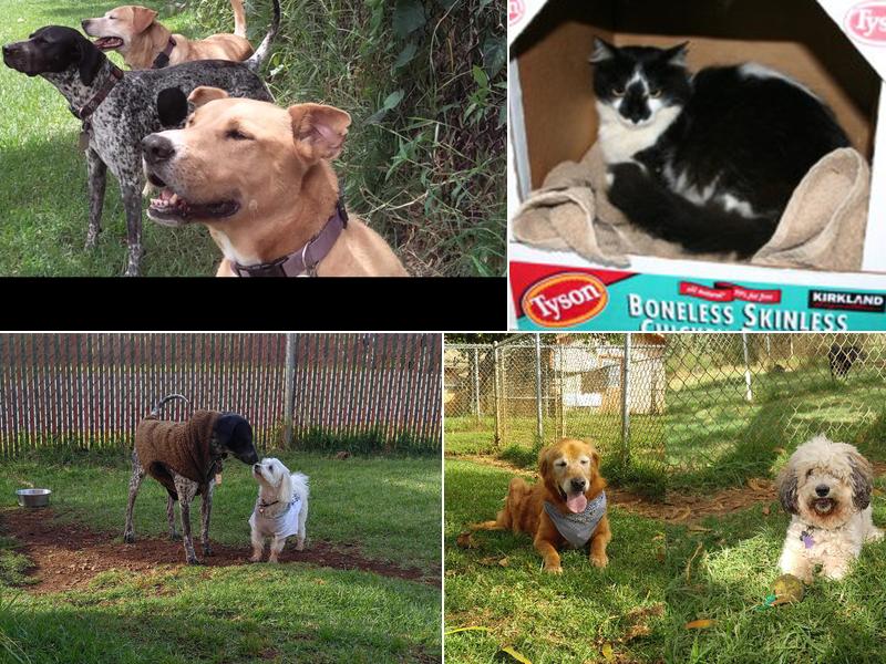 The Ohana Animal Inn