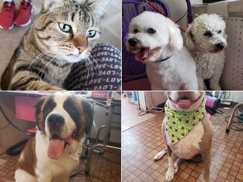 The Poodle Palace (Mr. G's)