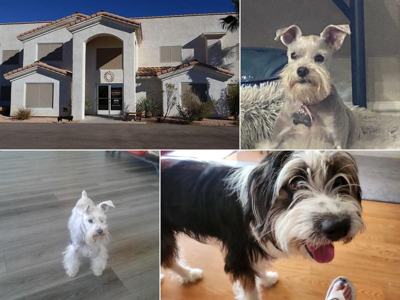 Pampered Pooches Pet Grooming