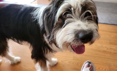 Pampered Pooches Pet Grooming 650 Hardy Way, Mesquite Nevada 89027