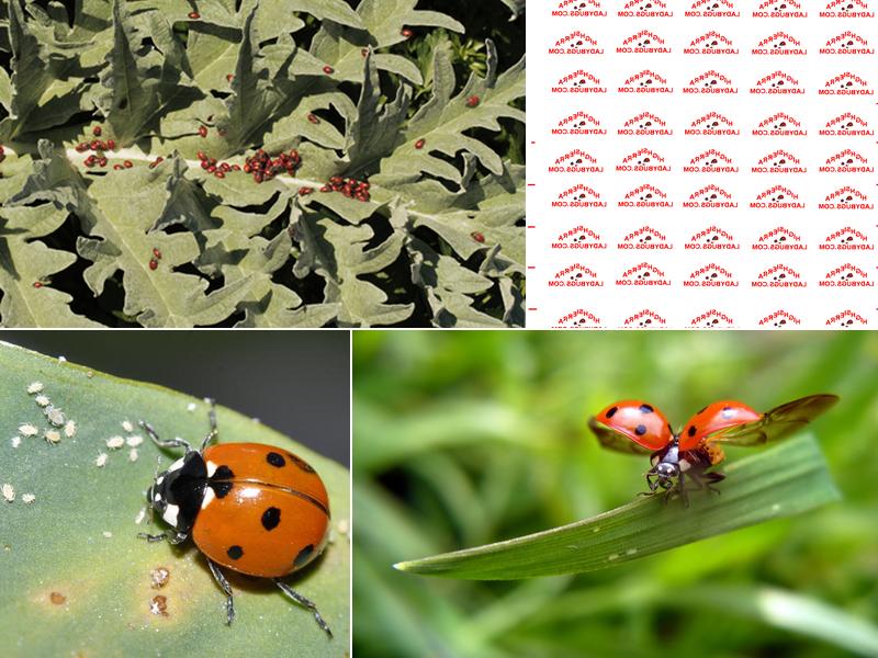 High Sierra Ladybugs