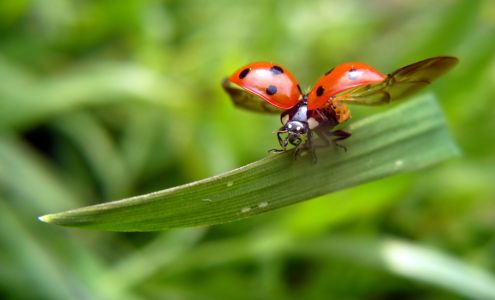 High Sierra Ladybugs