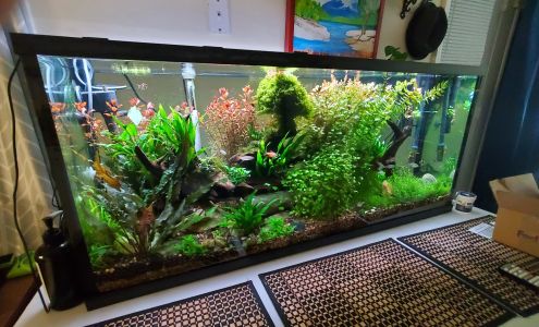 Outer Banks Driftwood