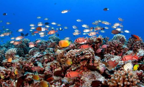 Snorkel Bob's Mauna Lani