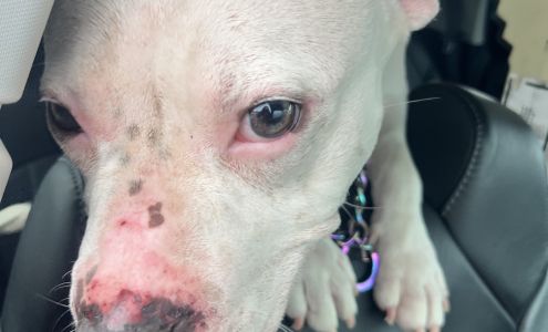 Brenda's Grooming & Boarding Ellendale