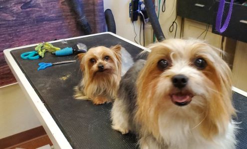 ALL 4 pet Ruidoso nm 88345