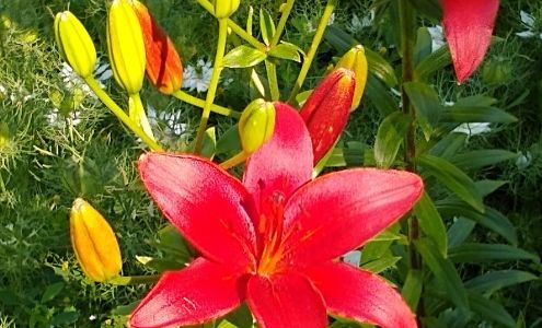 Alice Seely Designs Hondo