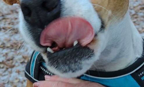 S.A.F.E. Pet Rescue Inc