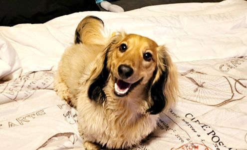 Terry's Pet Palace 434 S Commerce St, Ardmore Oklahoma 73401