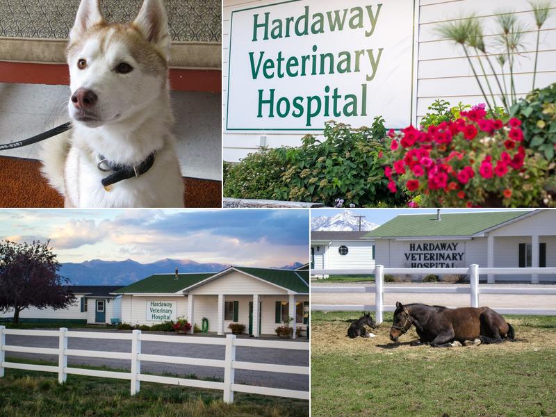Hardaway Veterinary Hospital