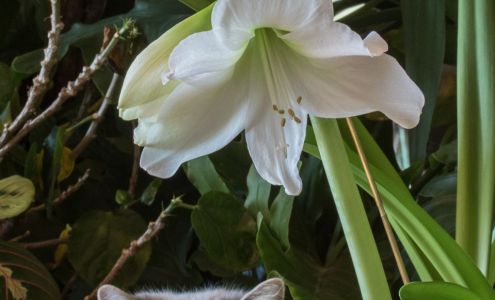 Krausman's Wildlife Reference Photos & Woodcarving Studio Gwinn