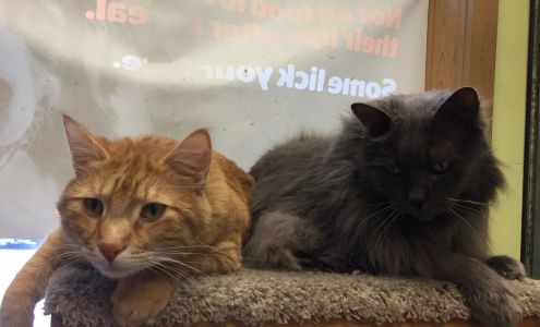 Thunderpaws Pet Shoppe