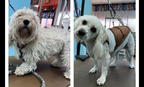 Pet Zone Dog Grooming