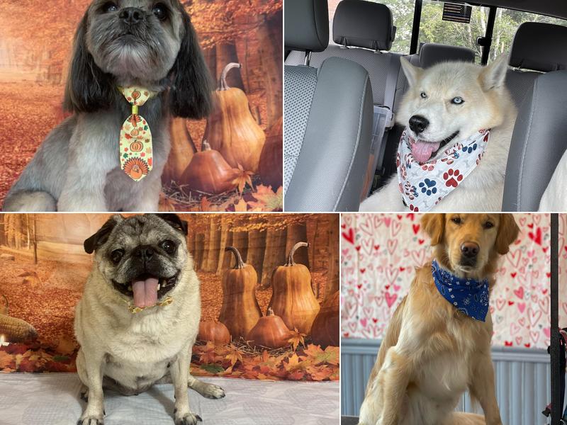 Blue Ribbon Pet Services