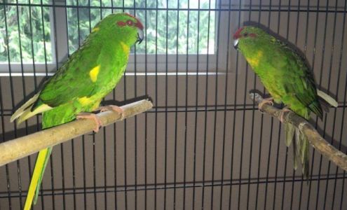 Mainely Peeps Aviary Lee