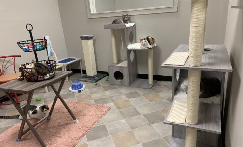 Kitten & Puppy Division Adoption Center
