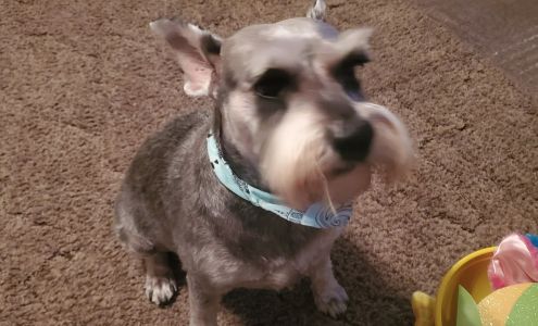 Poodle Skirts Dog Grooming 207 E Chickasaw Ave, McAlester Oklahoma 74501