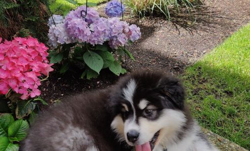 Wakon Giant Alaskan Malamutes Darrington