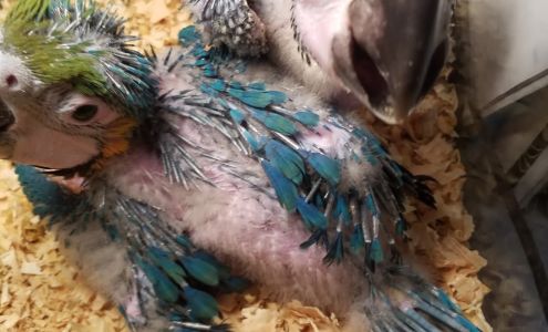 Ford's Feathered Friends