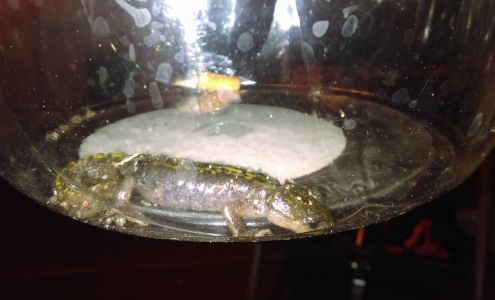 Bill Pearl Enterprises Inc