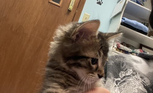 Helping Paws Pet Rescue Inc Washburn