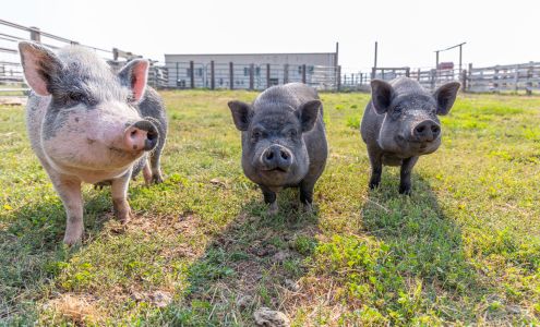 Kindness Ranch Animal Sanctuary Hartville