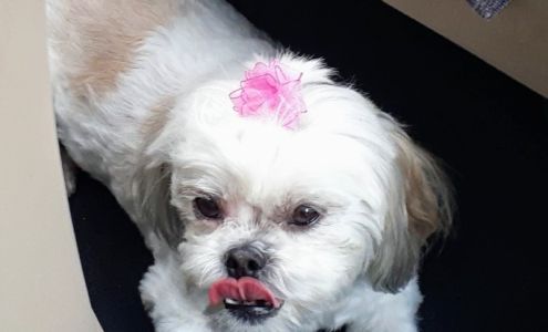 Noah's Ark Pet Grooming 3590 Holland Rd #110, Virginia Beach Virginia 23452