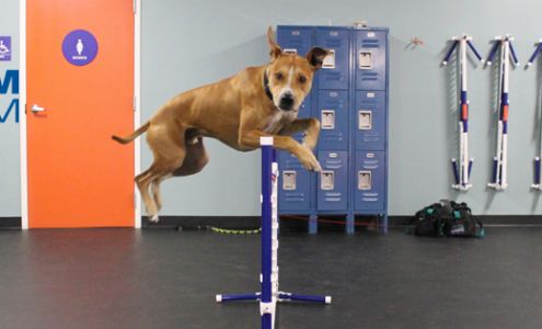 Zoom Room Dog Training