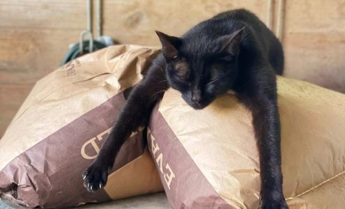 Dawson Equine Orthopedic Products