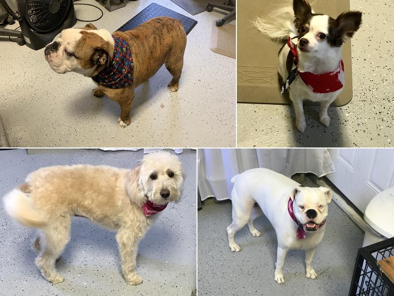 Superior Groomers Pet Salon DBA Pet Apawthecary