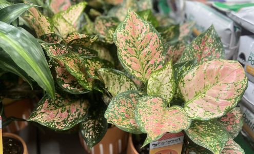 Garden Center at The Home Depot