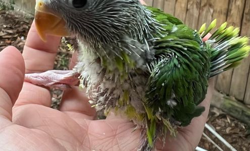 Badger Parrotlets fish frisbee supplies & crematorium services