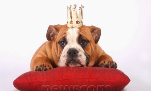 Linda's Pampered Paws 209 W Flaming Gorge Way A, Green River Wyoming 82935