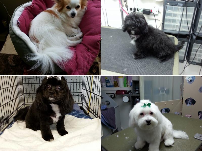 Harrisonburg Pet Grooming By Good Life