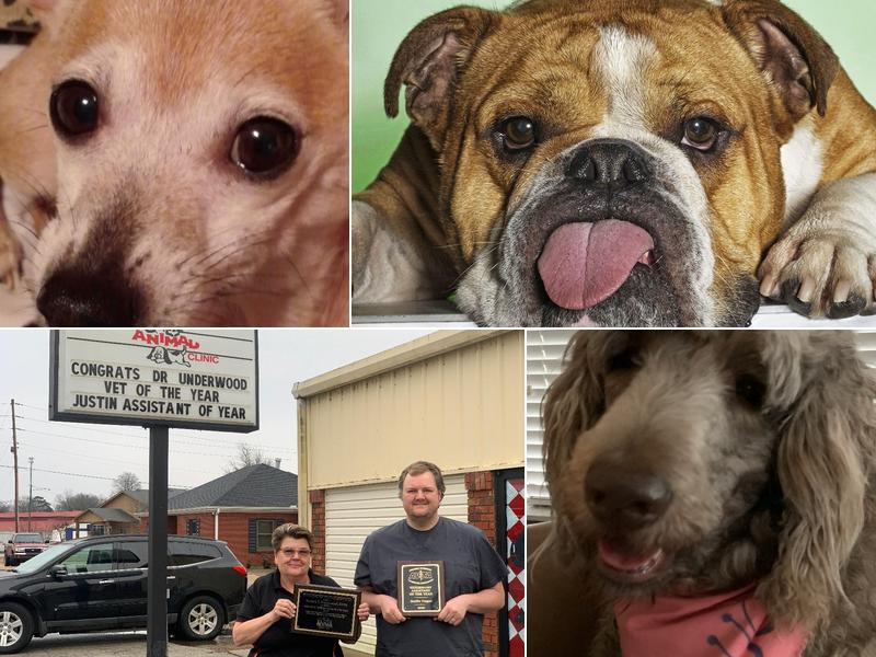 Trumann Animal Clinic