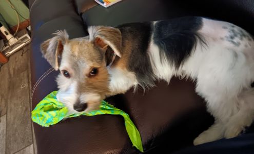 Blue Ribbon Grooming 1024 W Cherokee Ave, Sallisaw Oklahoma 74955