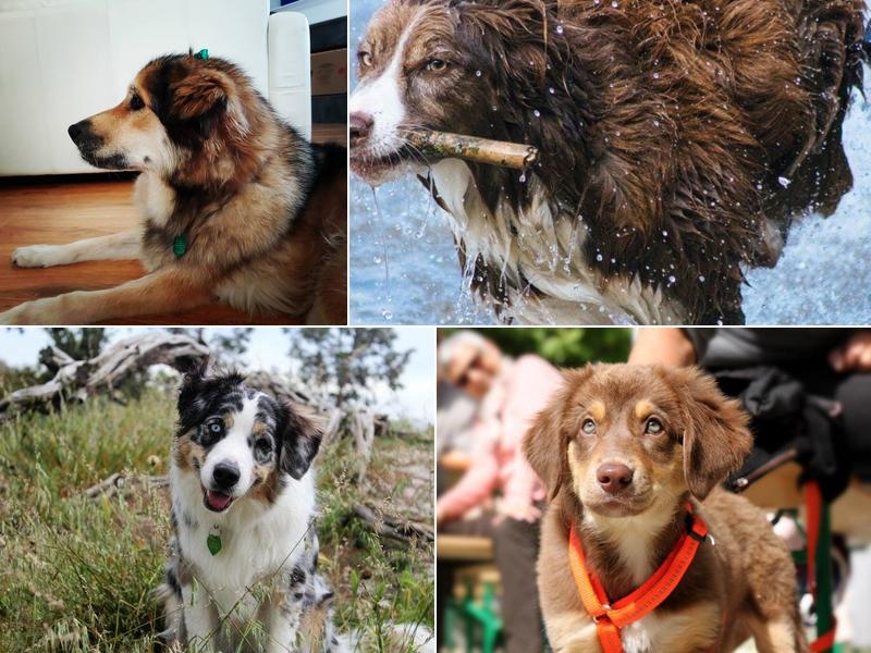 iPaw Pet Salons Hwy 46