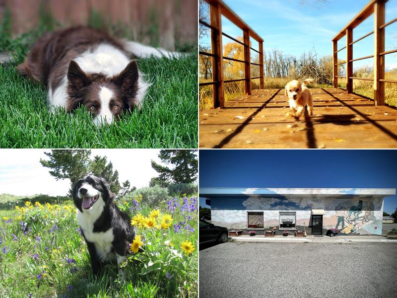 DOGeDAY Dog Grooming, Training, Boarding & Retail Store