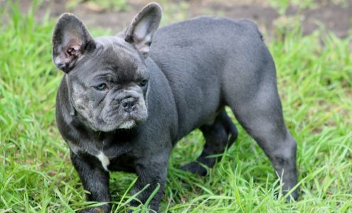 S Flying K Rottweilers York