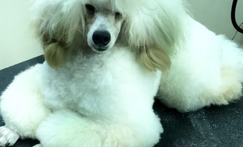 Wendy's Pampered Pets