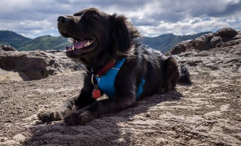 PET Telluride Telluride