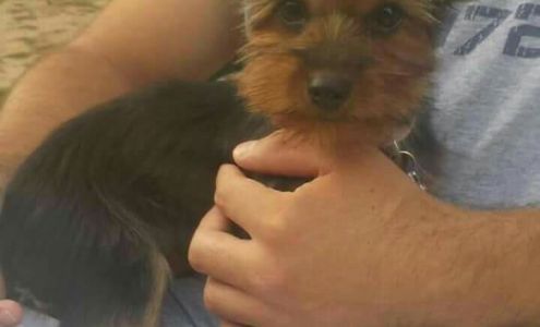 Dog Gone Cute Mobile Grooming 937 Logan Ct, Palisade Utah 81526