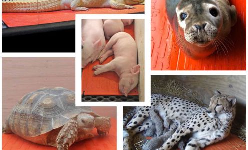 Osborne Pet Supply Osborne