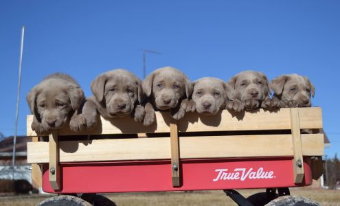 Solomon Valley Sliver Labs Osborne