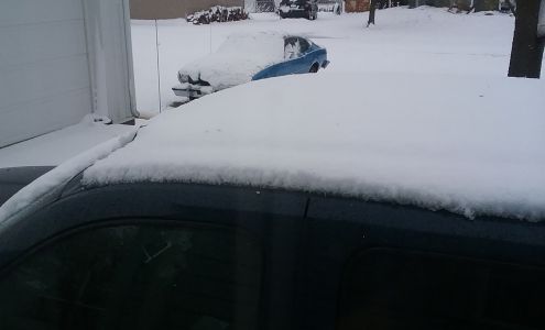 Propes Labrador Retrievers Culbertson