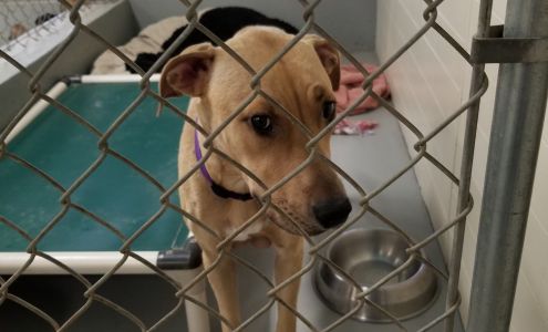 Kootenai Pets For Life